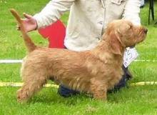 Basset Fauve de Bretagne